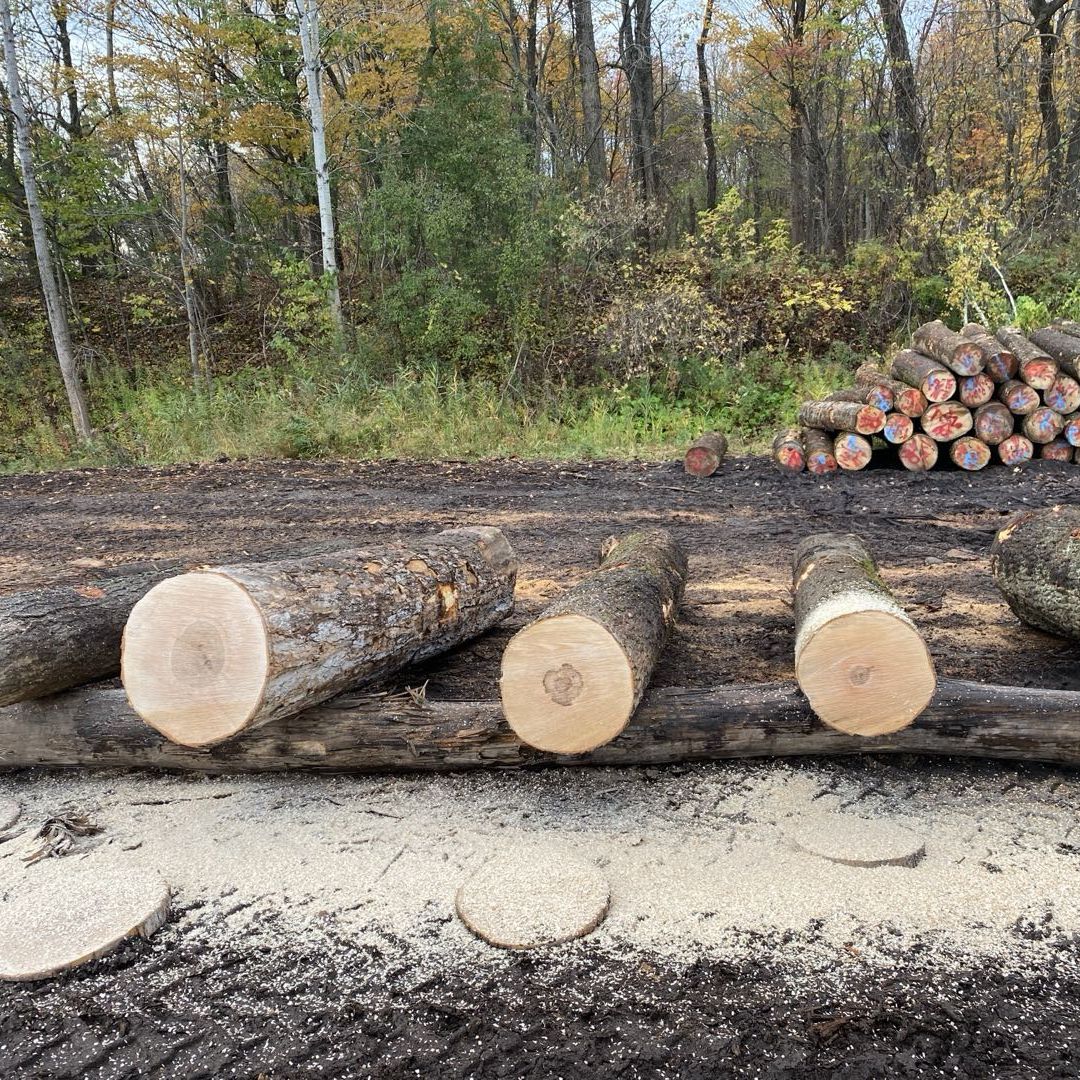 Hard Maple
