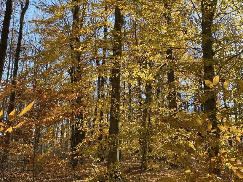 Forest resource photography